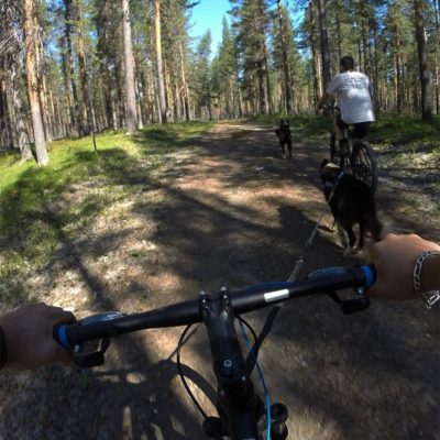Laponie Suédoise : Séjour "Soleil de Minuit", cani VTT en pleine Nature en compagnie des chiens de traineau