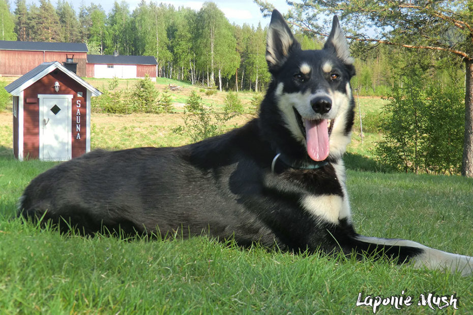 Séjour d'été en Laponie Suédoise, idéal pour découvrir une Nature préservée en compagnie de chiens de traineau