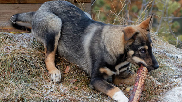 trappeur-chiot-chien-traineau-laponie-suede-puppy