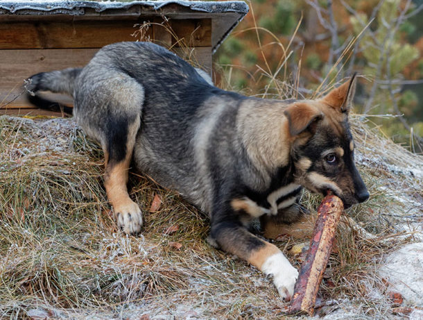 trappeur-chiot-chien-traineau-laponie-suede-puppy