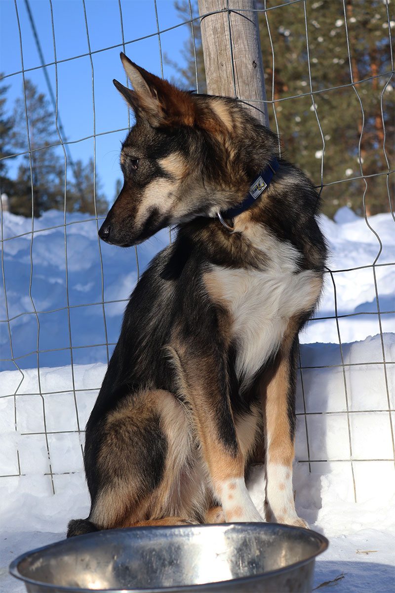 trappeur-chien-traineau-suede-laponie-attelage