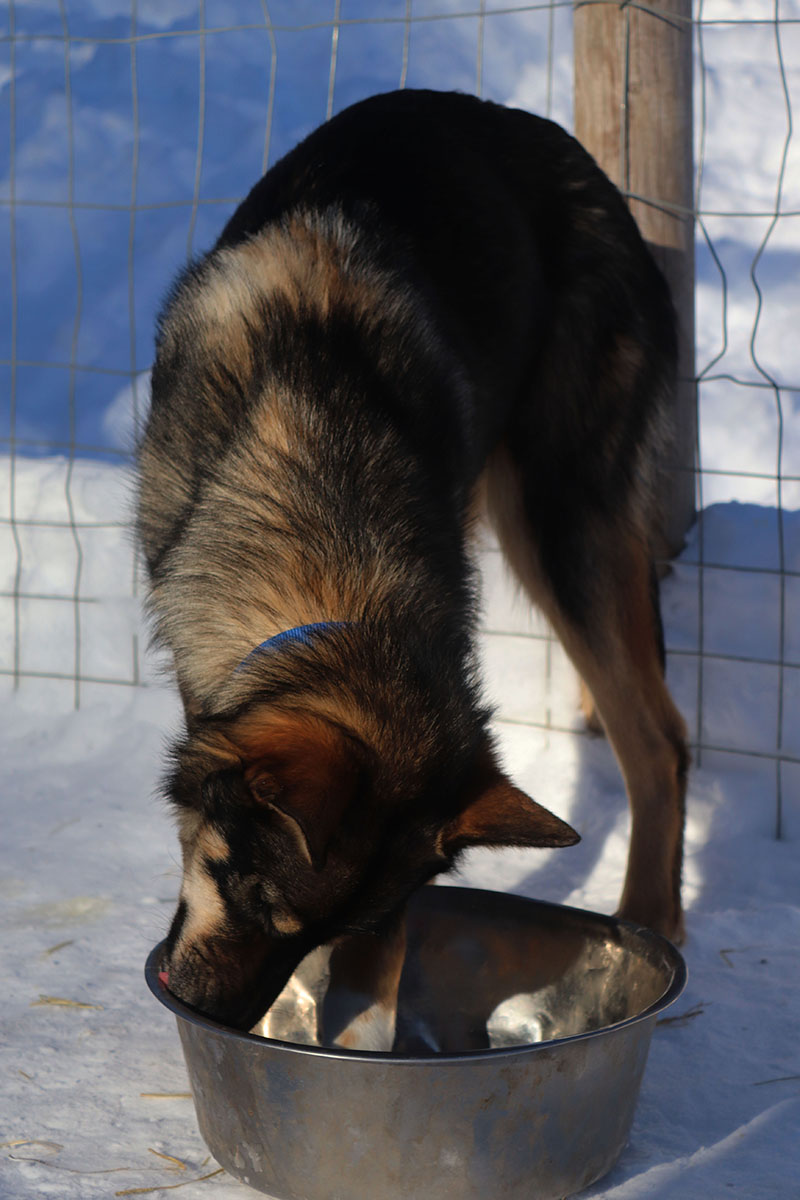 chien-traineau-alaskan-husky-suede-laponie-chiot-musher