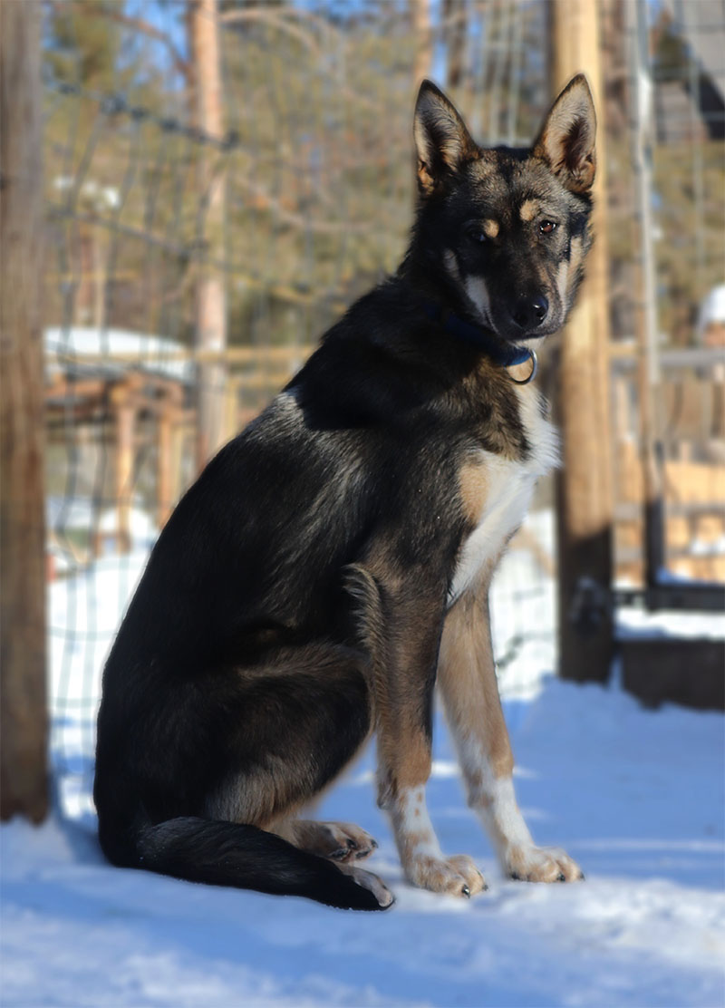 chien-traineau-alaskan-husky-suede-laponie-musher