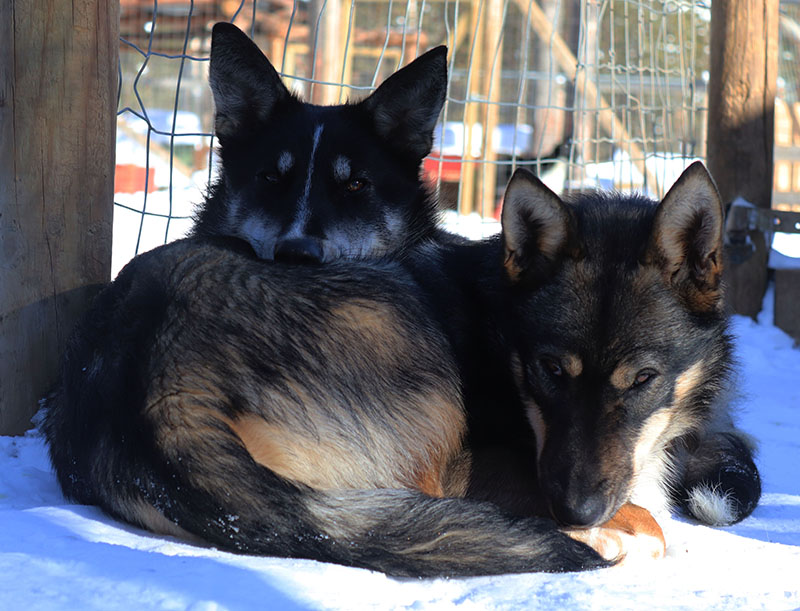 chien-traineau-alaskan-husky-chiot-mushing-chenil-suede-laponie