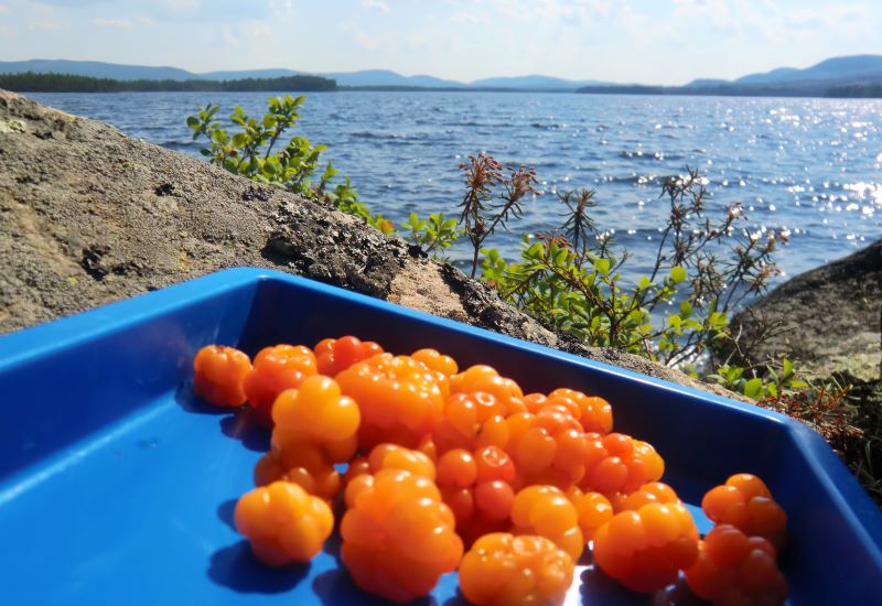 En laponie suedoise, en sejour d'été Soleil de Minuit, la cueillette des baies est l'occasion de se retrouver en pleine nature et en connexion avec elle