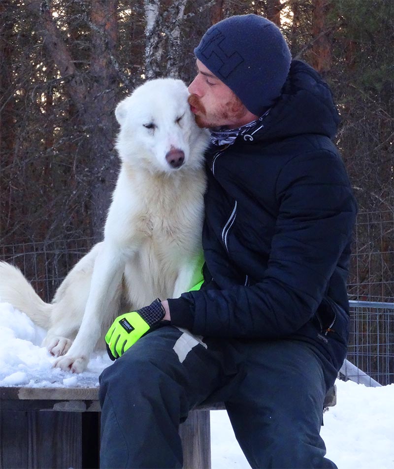 en suede, moments calins avec les chiens de traineau pendant votre séjour d'hiver