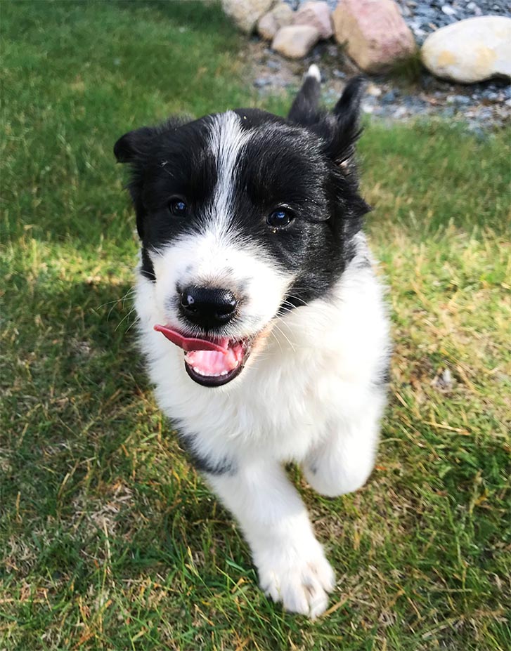 Eté comme hiver, en laponie suédoise, lieu idéal pour des chiens de traineau heureux