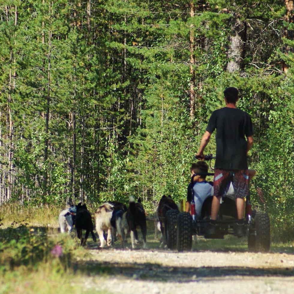 voyage et séjour d'été en laponie suédoise, randonnée en chiens de traineau sous le soleil de minuit