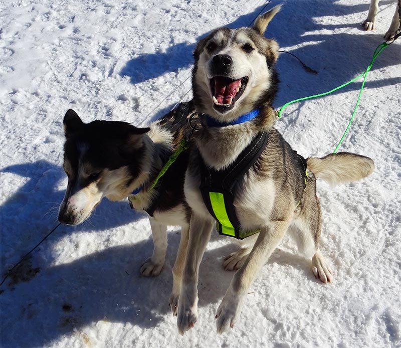 Au nord de la suede, des chiens de traineau heureux prêt à courir