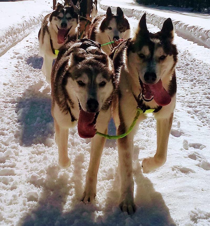 dans le nord de la suède, en laponie, séjours avec des petits chiens de traineau en forme avec plein d'énergie pour courir