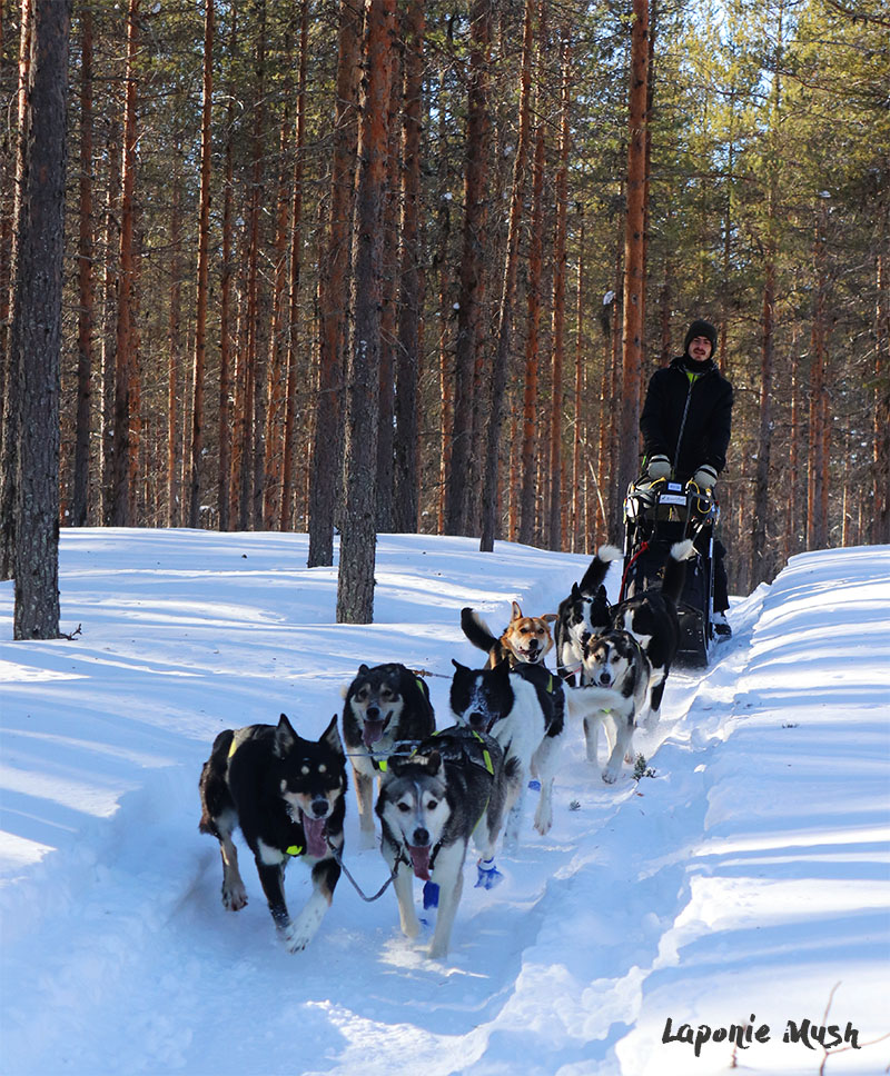 nord-suede-traineau-chien-sortie-sejour-hiver-laponie-bonheur