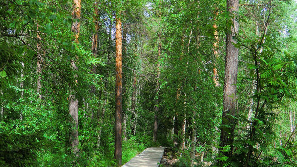 sejour-ete-laponie-suedoise-storforsen-chien de traineau- chien-nature-