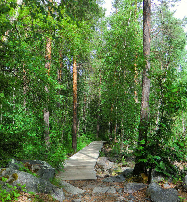 sejour-ete-laponie-suedoise-storforsen-chien de traineau- chien-nature-