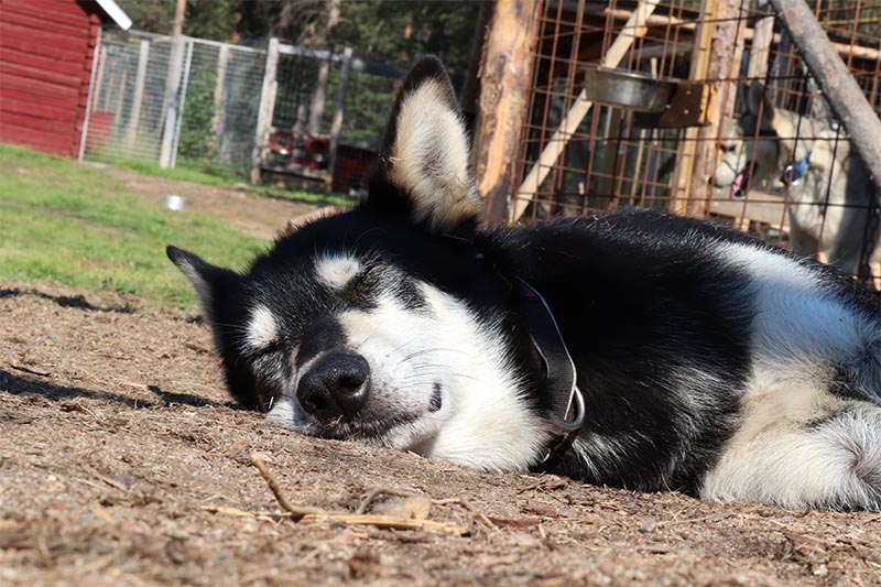 activités d'été pour les chiens, Dyguer bronze au soleil