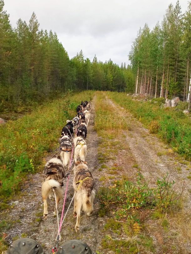 reprise des entrainements pour les chiens