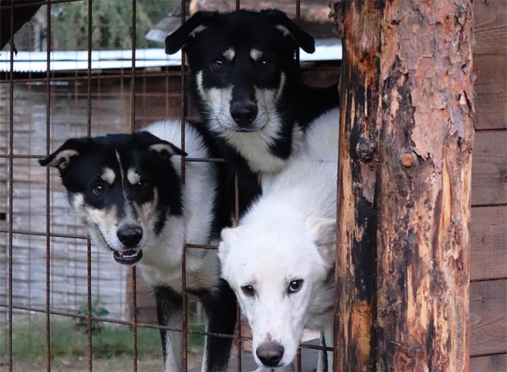 Ice, Looping et Junior, jue au chenil