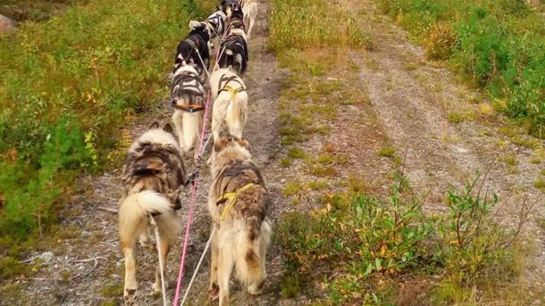 Reprise de l'entrainement des chiens