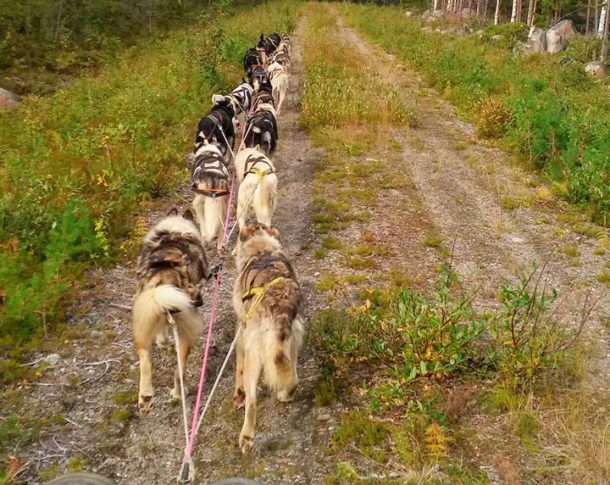 Reprise de l'entrainement des chiens