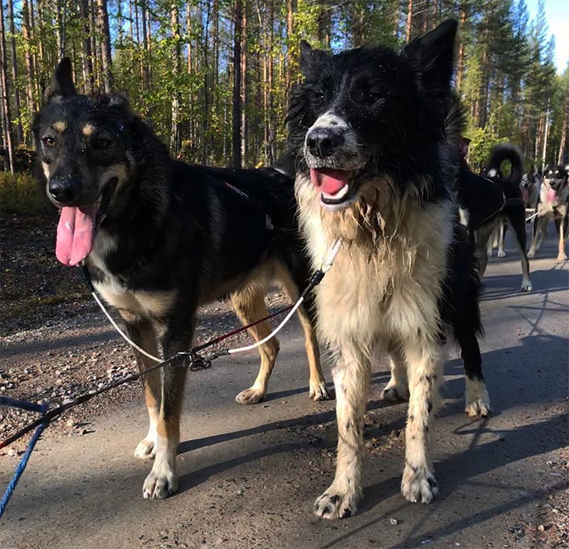 Reprise des entrainements pour les chiens, Trappeur et Grizzly, les jeunes à l'attelage