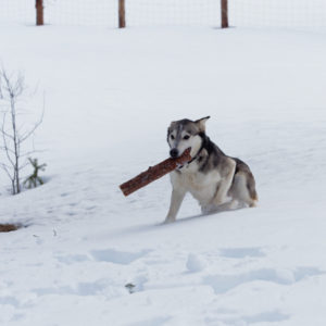Alaskan husky, maman laya joue avec son baton en laponie suedoise