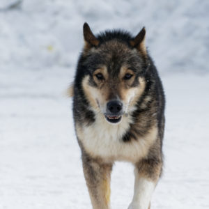 Takk, le vieil alaskan impose le respect sur la Laponie