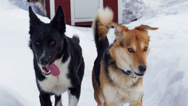 Chanelle et Willow, deux chiens de traineau leader