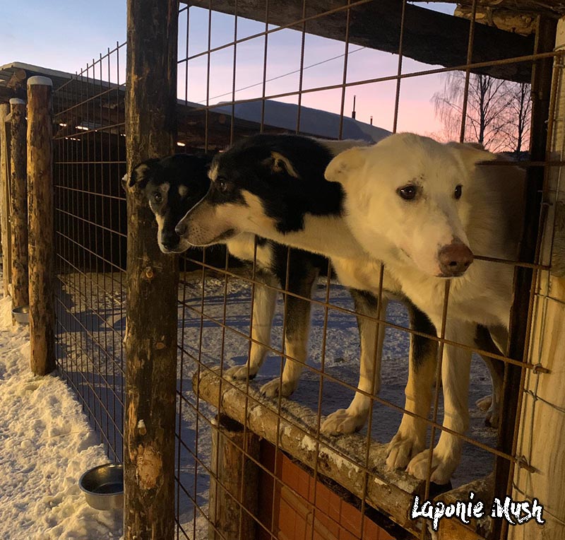 Chien de traineau au chenil en Laponie Suedoise