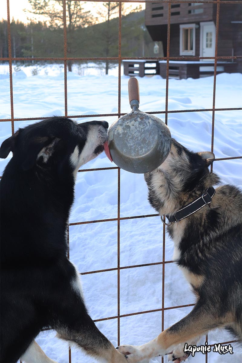 Chien de traineau plein de malice on fait la vaisselle