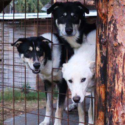 les chiots devenus grands au chenil