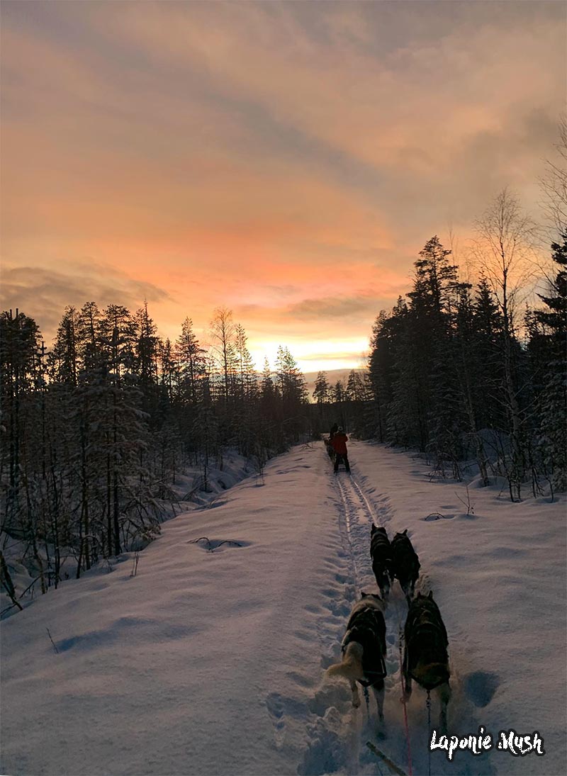 randonnée en chien de traineau en laponie suedoise sous le coucher de soleil