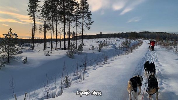 randonnee en chien de traineau sur les collines de laponie suedoise