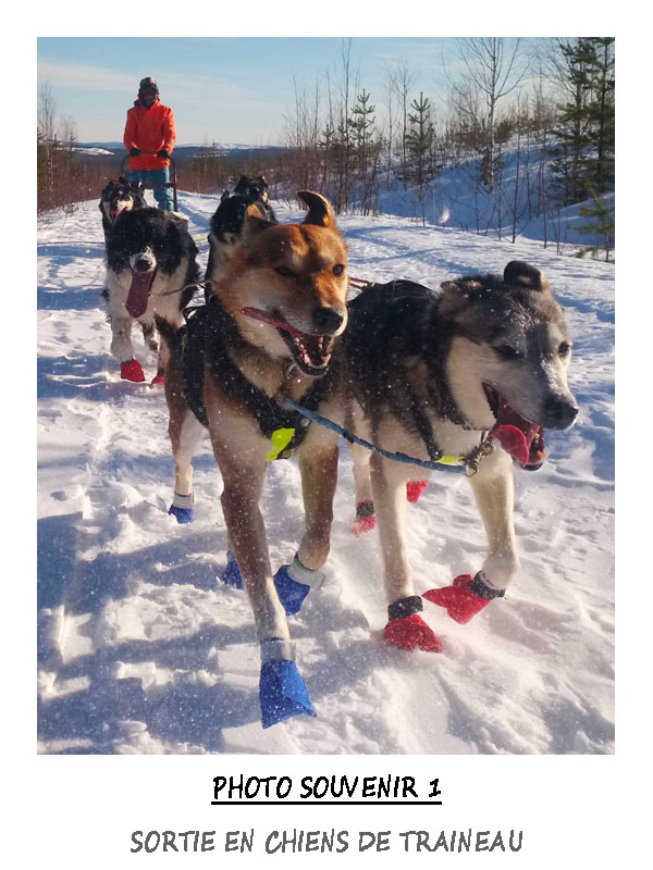 Initiation en traineau a chiens en sejour multi activités