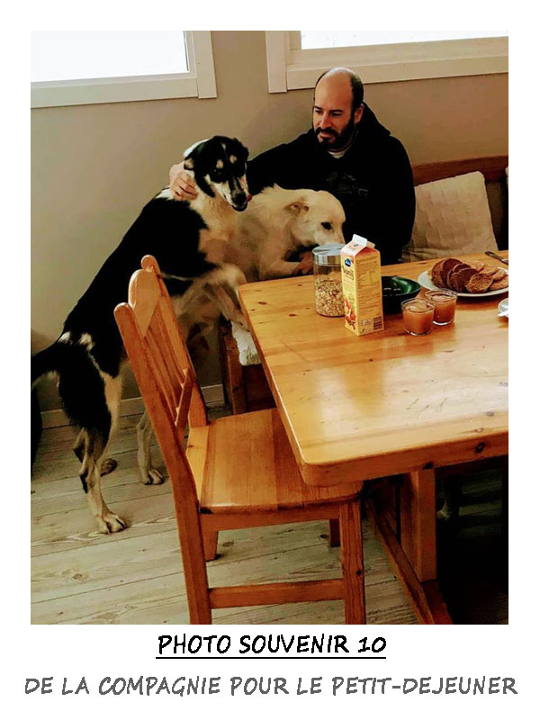 Petit-Déjeuner chez Laponie Mush en compagnie des chiens