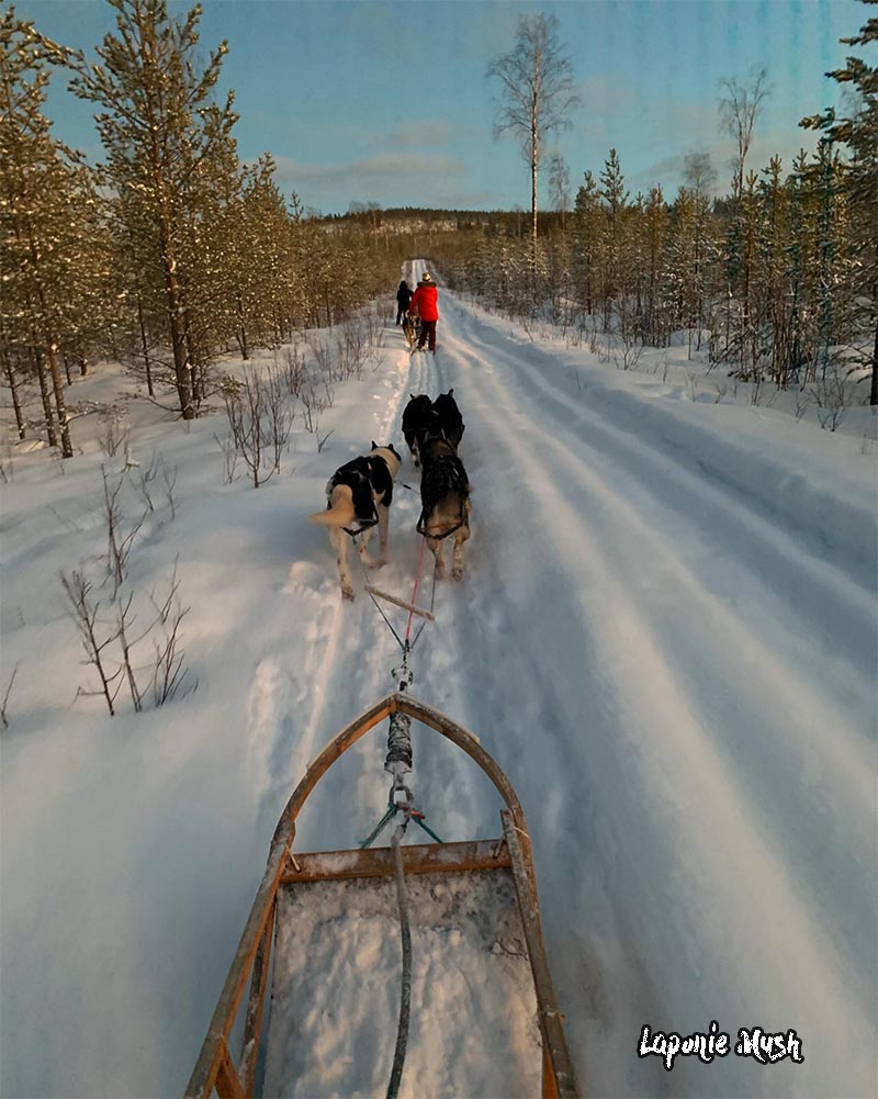 Initiation a la conduite de chien de traineau