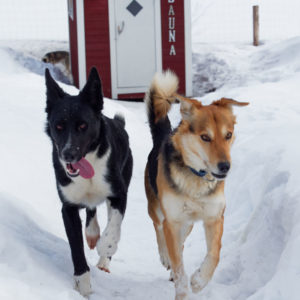 Alaskans huskies de retour du sauna, un hiver en laponie