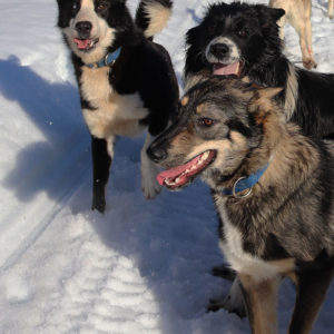 chiens de traineau en libre course folle en laponie suedoise