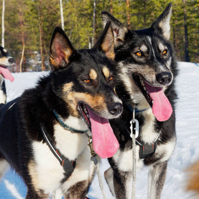sejour d'hiver et randonnée en traineau à chiens