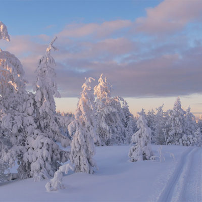 Laponie magique et ses arbres recouverts de neige poudreuse au cours d'une randonnée en motoneige