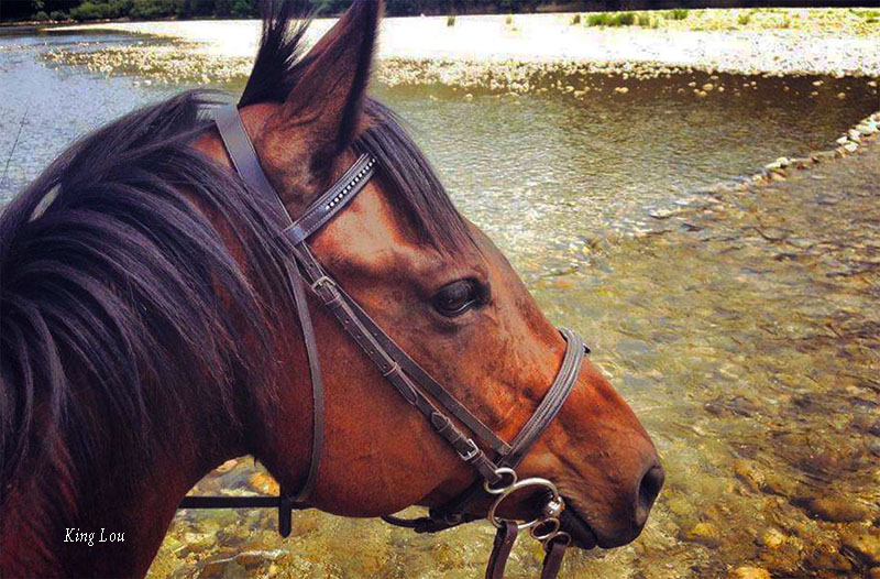 Séjour d'été et randonnée à cheval en laponie suédoise
