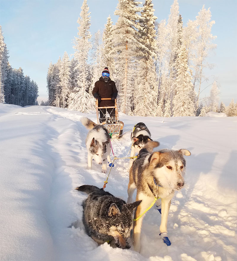 Sortie en traîneau à chiens hiver en Laponie Suédoise