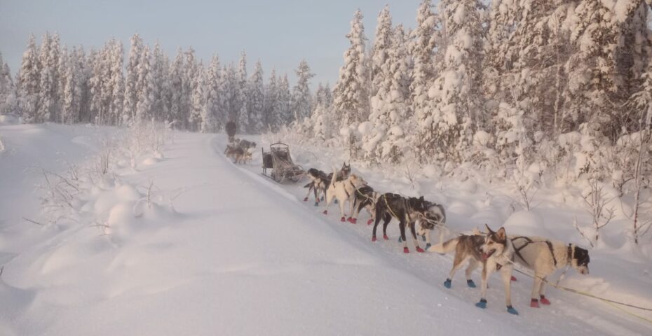 chien de traineau laponie suédoise