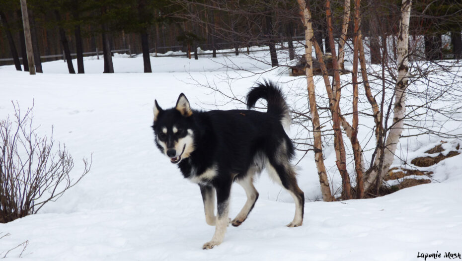 Jax, notre Alaskan Husky en Laponie