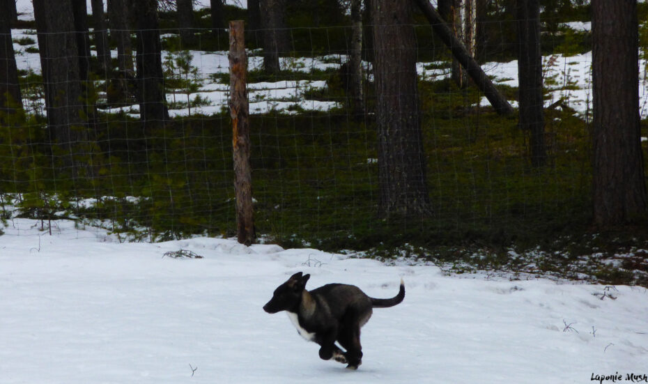 Notre chien flash qui court en laponie suédoise