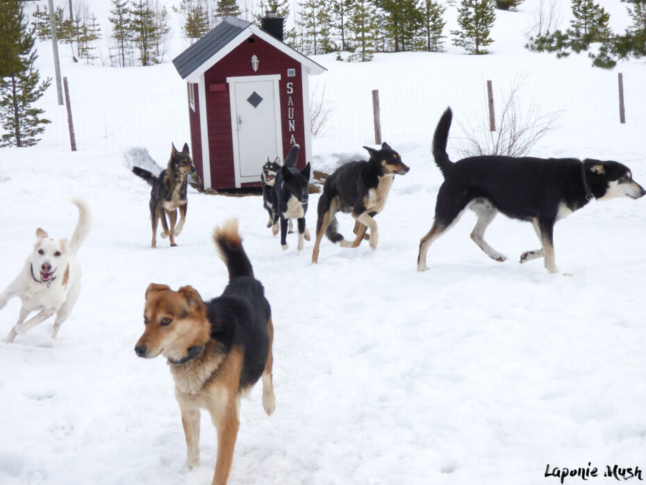 notre de meute de chiens sur notre domaine Laponie Mush en Laponie suédoise