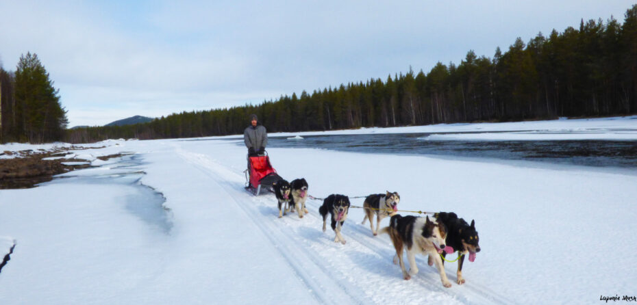 chien de traineau laponie suédoise