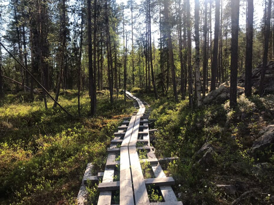 sentier dans le parc naturel du mudus en laponie suédoise