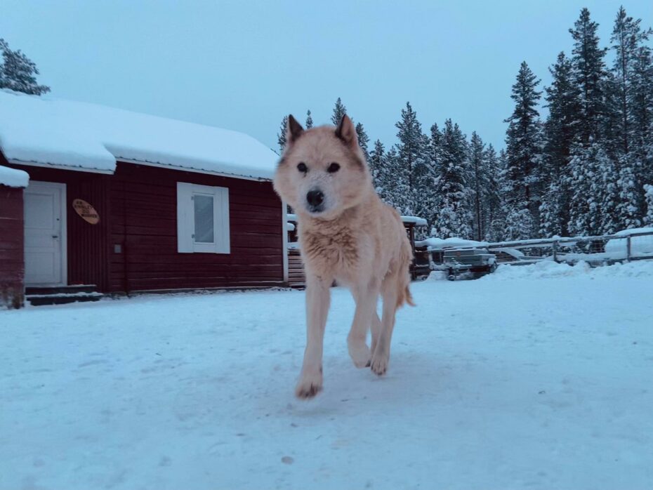 chien groenlandais qui court devant un chalet suédois en Laponie
