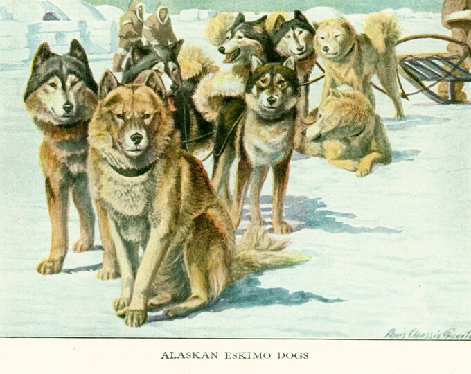 affiche vintage chiens groenlandais et alaskan huskies en traineau