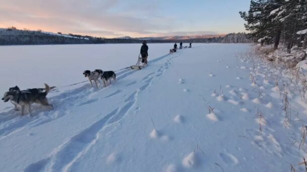 attelae de chien de traineau laponie mush sur un lac gelé