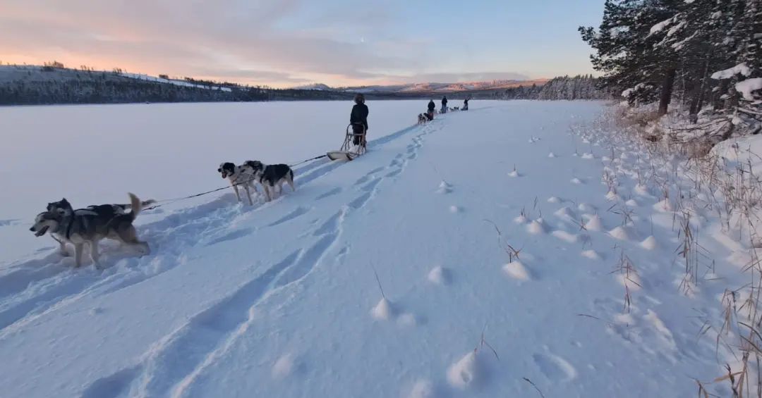 attelae de chien de traineau laponie mush sur un lac gelé